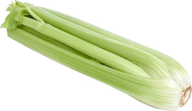 Celer Celer