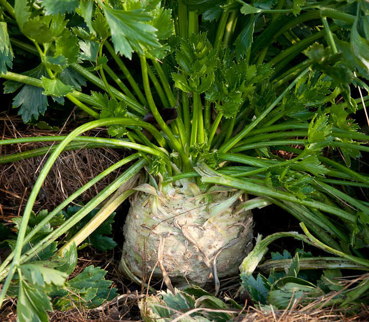 Pěstování kořene celeru