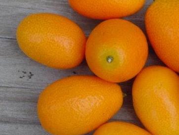 užitečné vlastnosti kumquatu