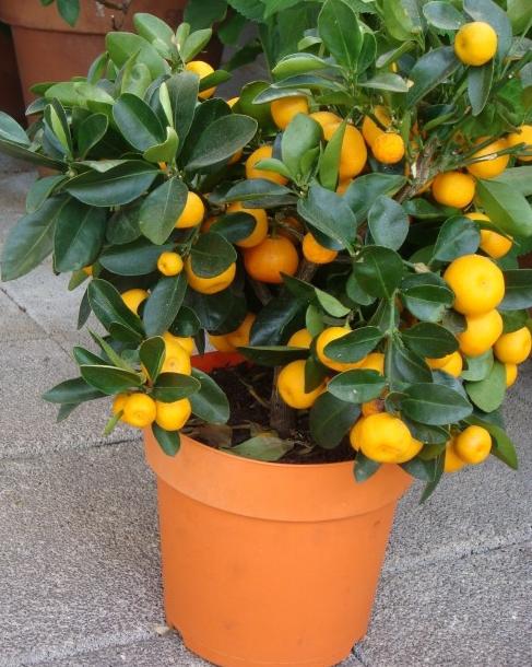 kumquat užitečné vlastnosti