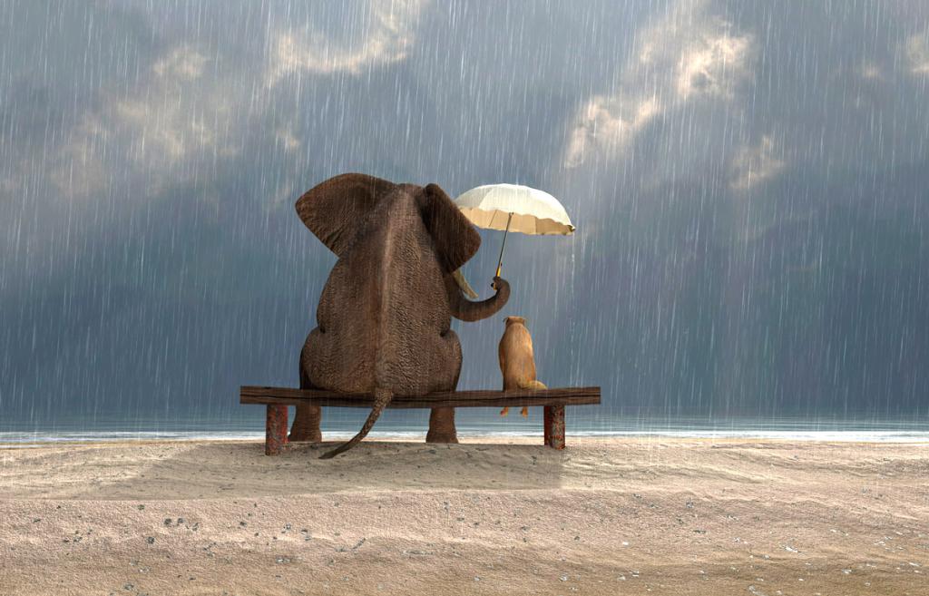 Slon varuje mačko pred dežjem - prijaznostjo