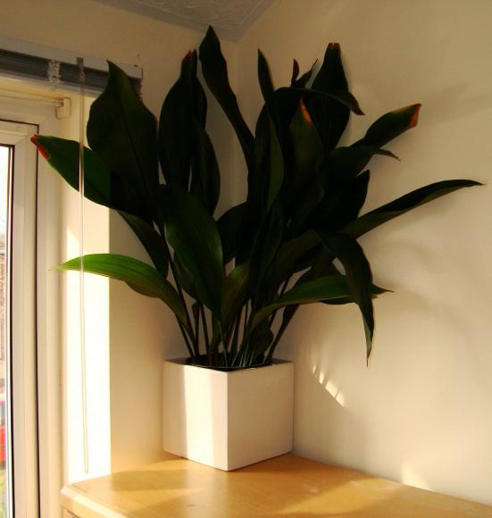 le piante d'appartamento più tolleranti all'ombra