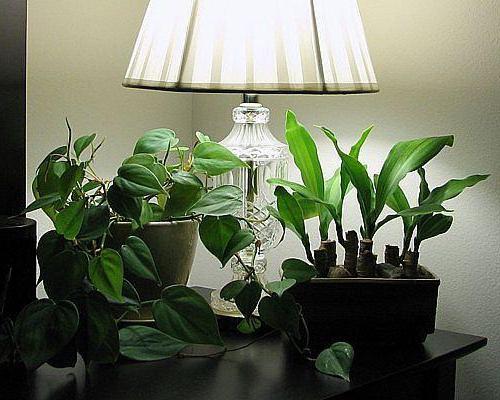 stín-tolerantní a stín-milující vnitřní rostliny