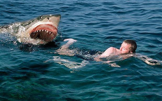Атака от акула