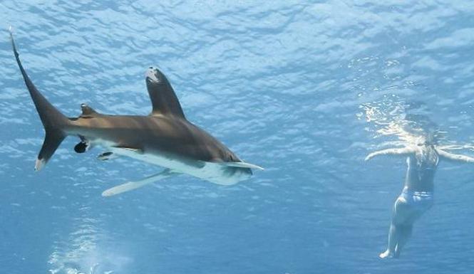 Atak rekinów na morzu