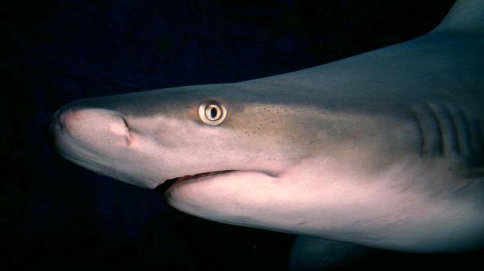 сива ајкула