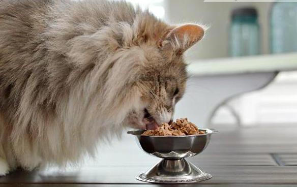 Šeba klasa hrane za mačke