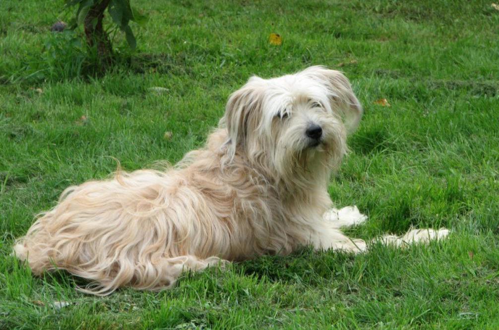 снимки на видове от овчарски породи кученца немска овчарка