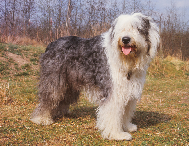 Видове немски овчарски кучета със снимки