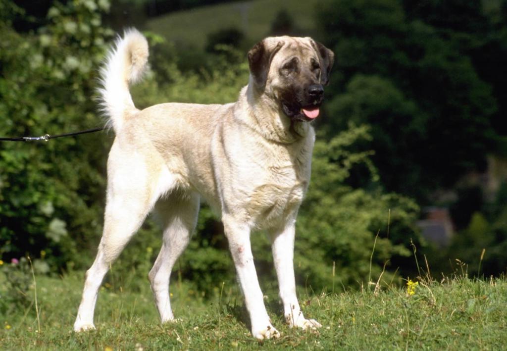 Specie di cani da pastore con descrizione fotografica
