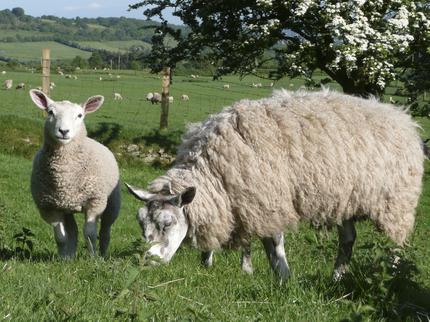 отглеждане на овце за начинаещи