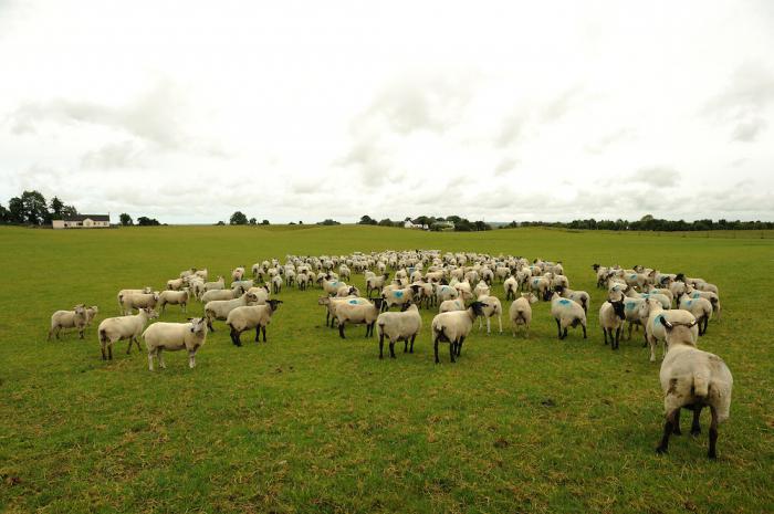 allevamento di pecore