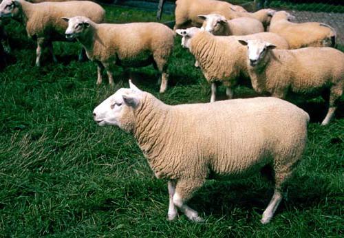 plemeno ovcí