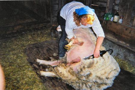ziskovost chovu ovcí