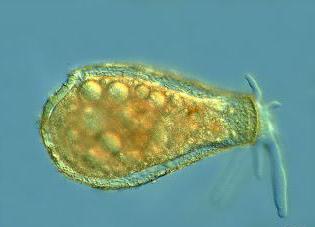 lupine amoebe