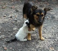 přístřeší pro psy v Nižním Novgorodu