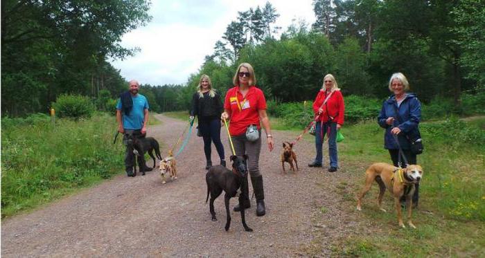 Nizhny Novgorod rifugio per cani prendere un amico