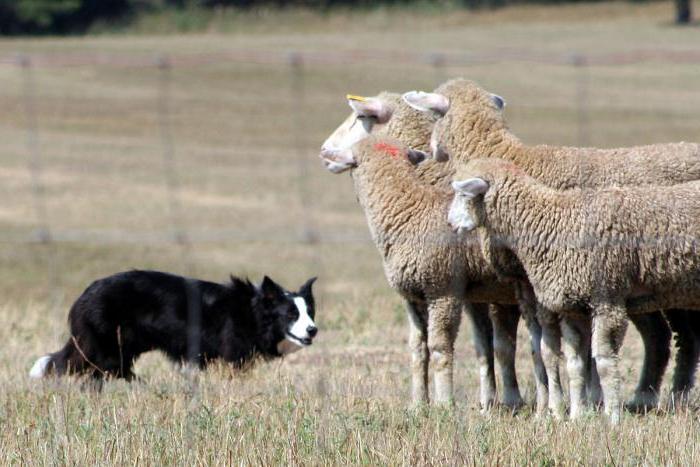 пасмина овчарских паса