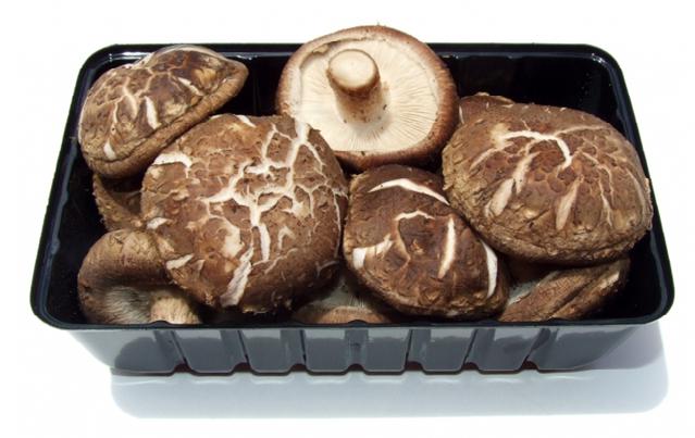 Shiitake houby