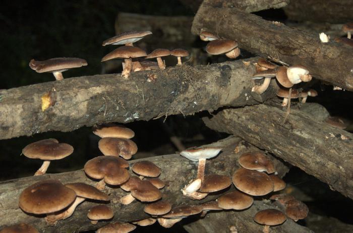 Shiitake houby: fotografie