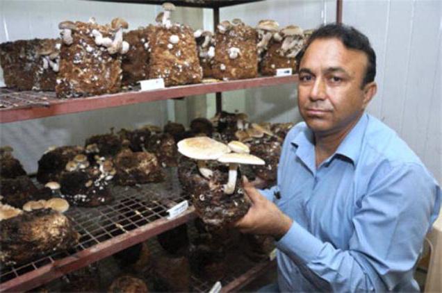 Shiitake gljive: korist i šteta