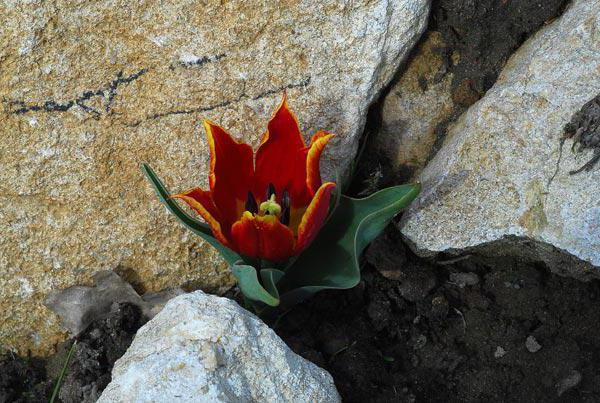 tulipan shrenka zdjęcie