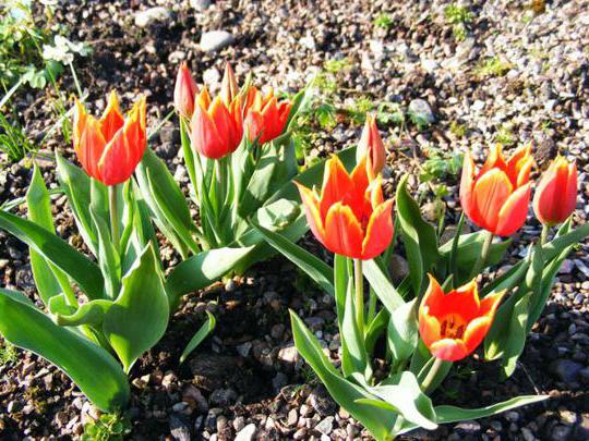 czerwona tulipan Shrenka