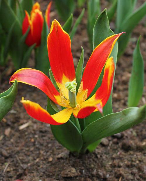 Krótki opis tulipana Shrenka