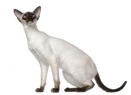 Charakter siamské kočky
