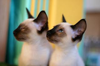 Отзиви за купувачи от сиамски котки
