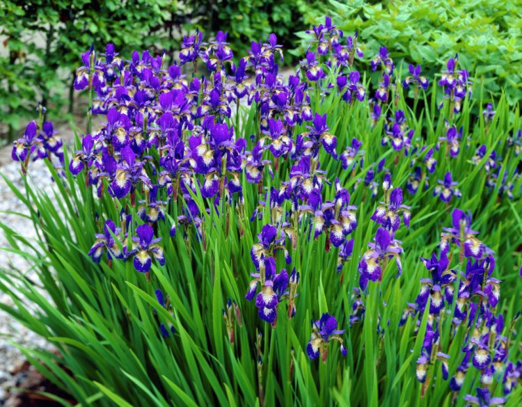 Sibirska iris