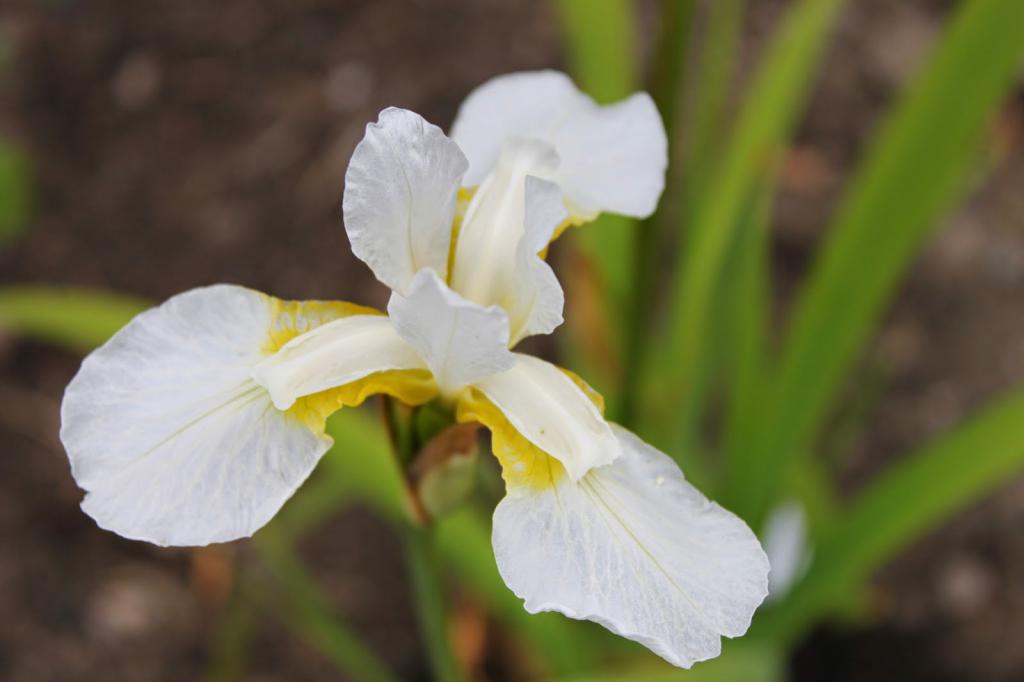Bela sibirska iris