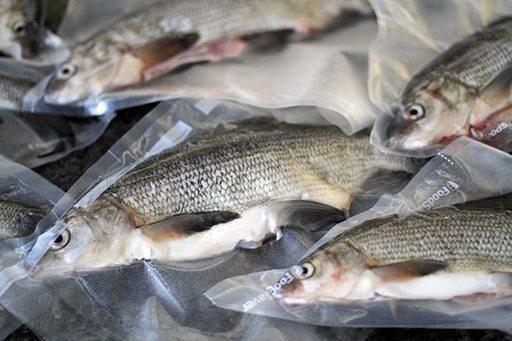 Szynka rybna przepisy kulinarne sól kuchenna