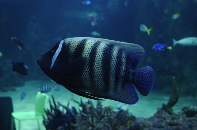 acquario di Sydney