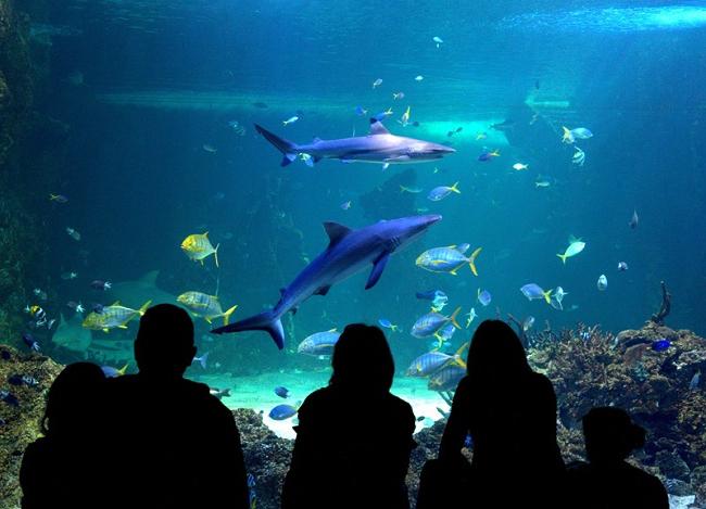 akvarij v Sydneyu