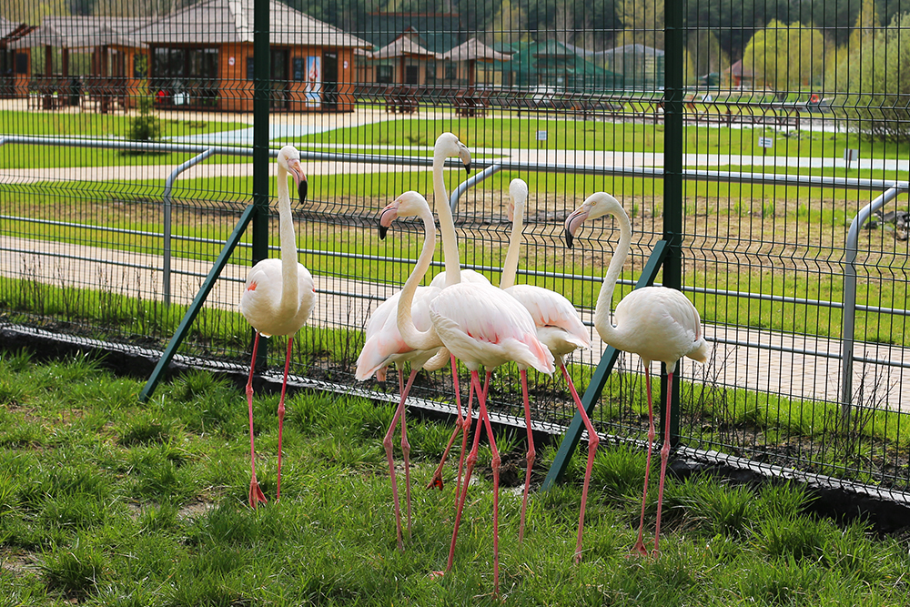 Obyvatelé zoo Belgorod