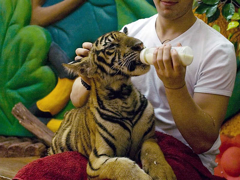 Зоопарк на Тигър