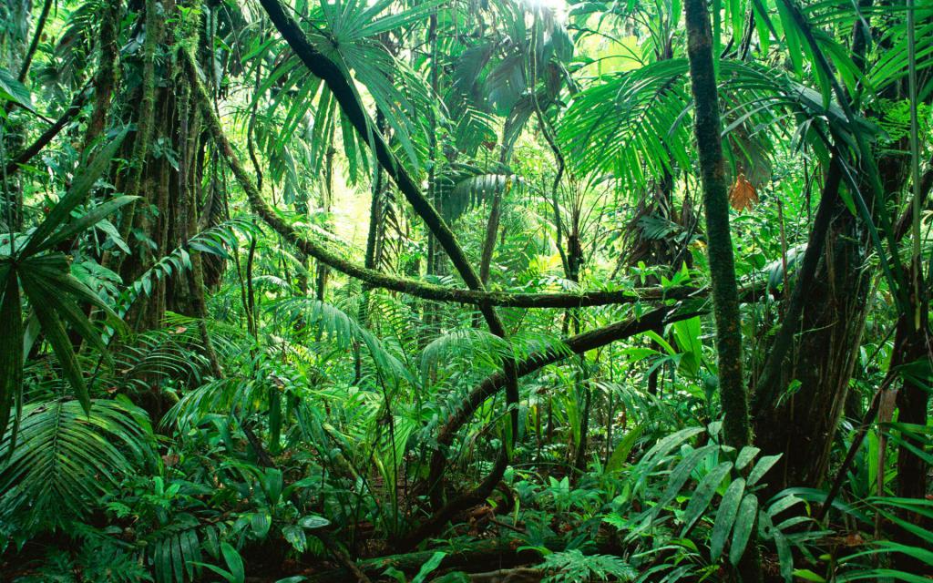 Amazonský les