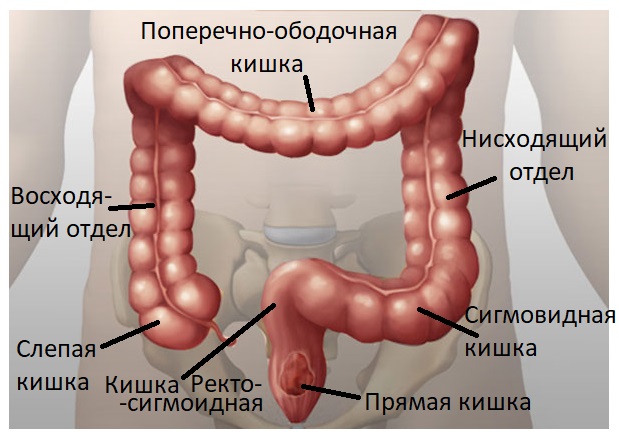 debelog crijeva