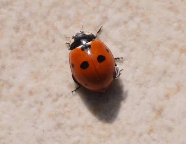 ladybug sedel na roko