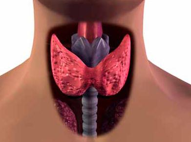 признаци на щитовидната жлеза