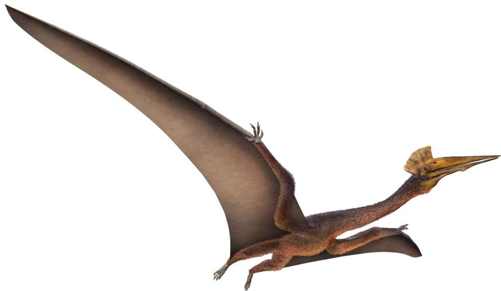 krila pteranodona