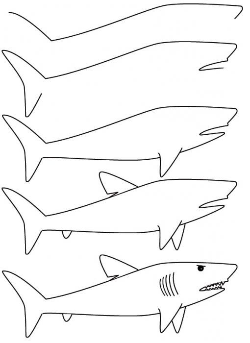 kako nacrtati morskog psa u fazama