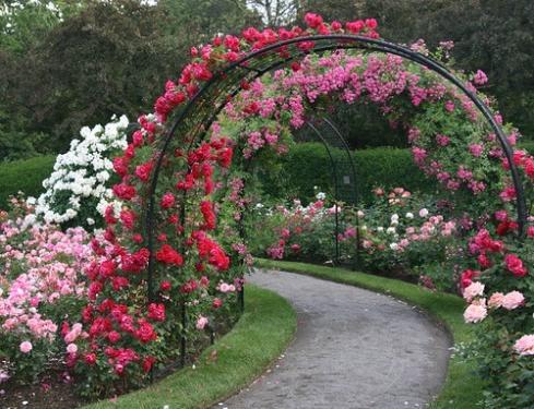 арки от рози