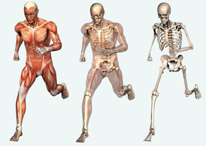 Колко кости в човешкото тяло
