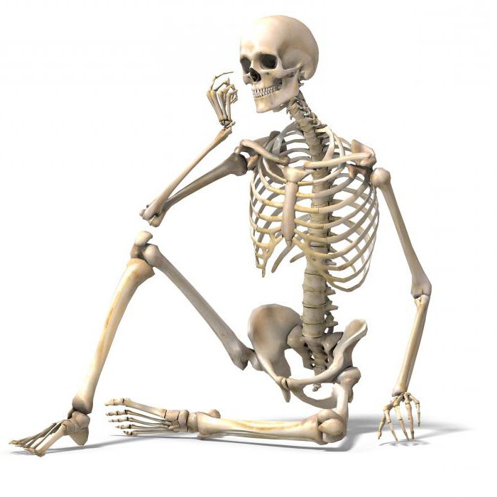 Колко кости в тялото на възрастен