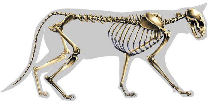 scheletro di gatto