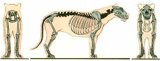 struttura del gatto scheletro