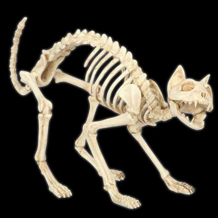 anatomie skeletu koček