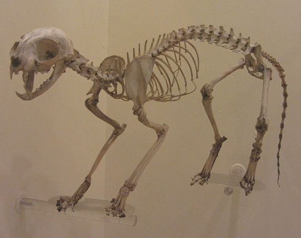 come appare uno scheletro di gatto